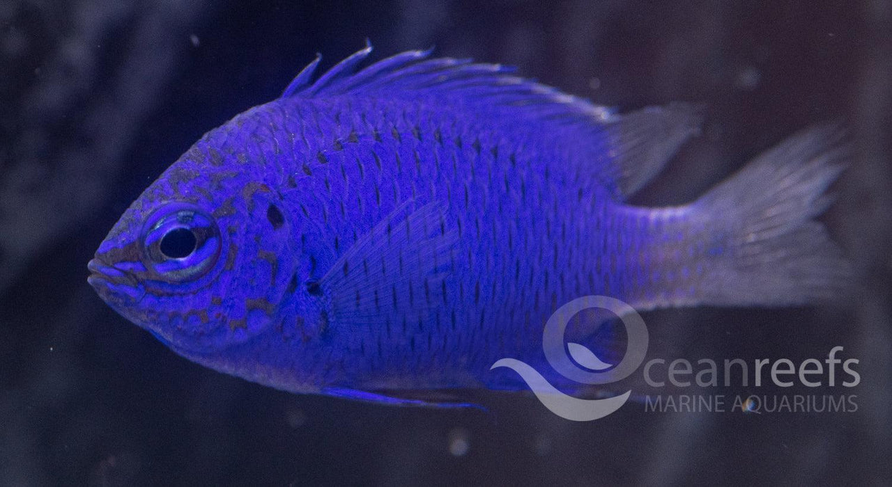 Springers Damsel - Ocean Reefs Marine Aquariums