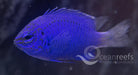 Springers Damsel - Ocean Reefs Marine Aquariums