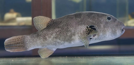 Starry Puffer - Ocean Reefs Marine Aquariums