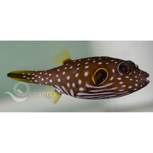 Stars and Stripes Puffer - Ocean Reefs Marine Aquariums