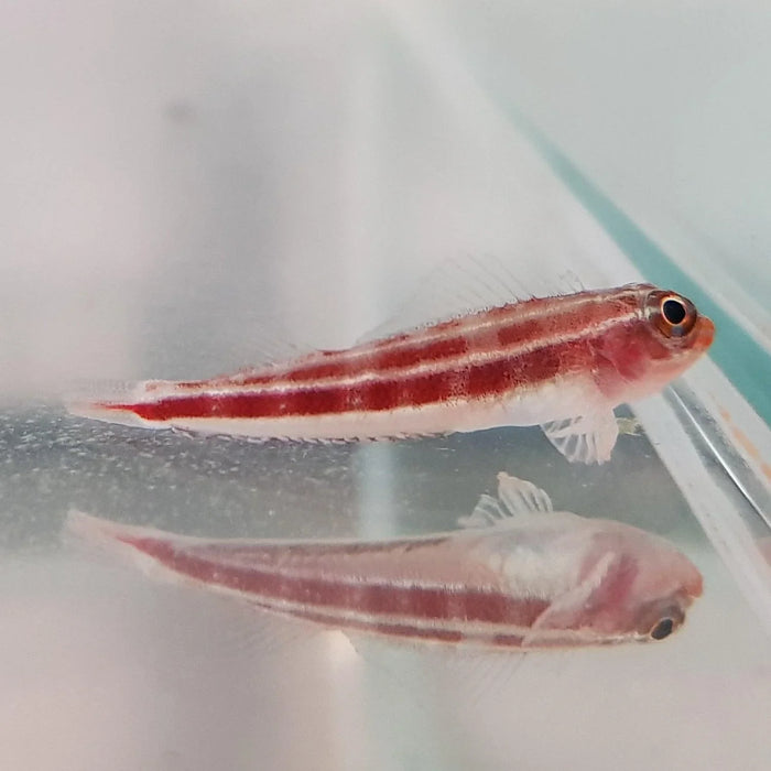 Striped Triplefin Goby - Ocean Reefs Marine Aquariums