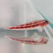 Striped Triplefin Goby - Ocean Reefs Marine Aquariums