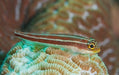 Striped Triplefin Goby - Ocean Reefs Marine Aquariums