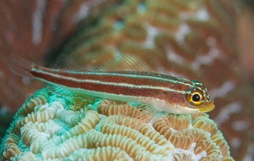 Striped Triplefin Goby - Ocean Reefs Marine Aquariums