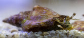 Strombus Snail - Ocean Reefs Marine Aquariums