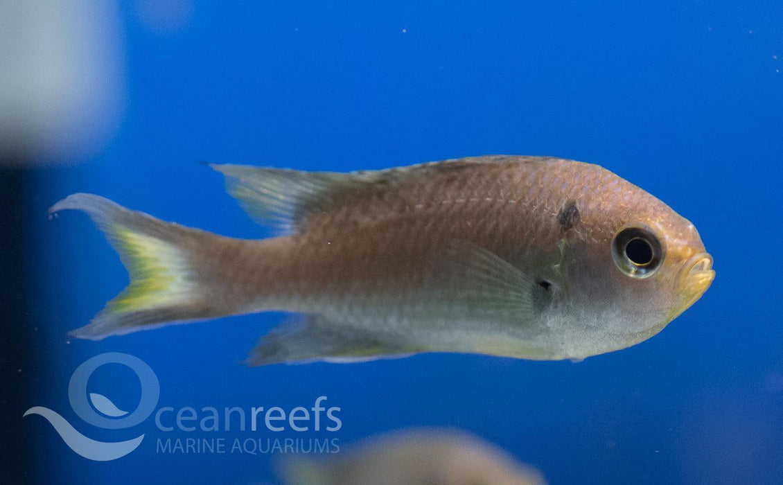 Swallowtail Damsel - Ocean Reefs Marine Aquariums