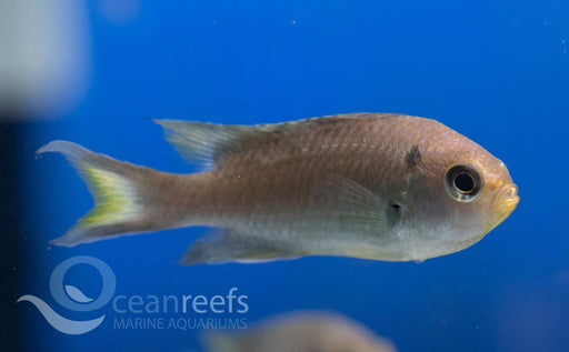 Swallowtail Damsel - Ocean Reefs Marine Aquariums