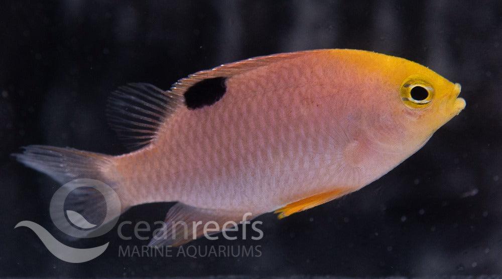 Talbot Damsel - Ocean Reefs Marine Aquariums