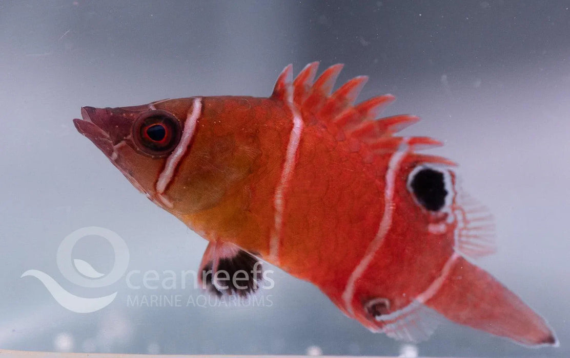 Tanaki Possum Wrasse - Ocean Reefs Marine Aquariums