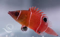 Tanaki Possum Wrasse - Ocean Reefs Marine Aquariums