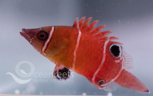 Tanaki Possum Wrasse - Ocean Reefs Marine Aquariums