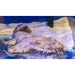 Tasselled Wobbegong Shark - Ocean Reefs Marine Aquariums