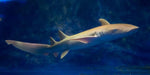 Tawny Nurse Shark - Ocean Reefs Marine Aquariums