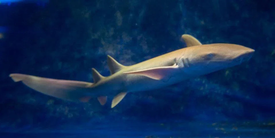 Tawny Nurse Shark - Ocean Reefs Marine Aquariums