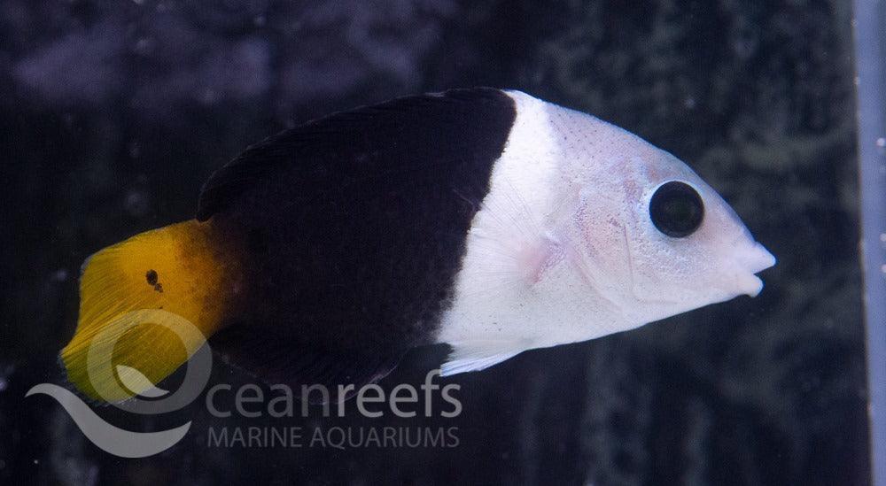 Thicklipped wrasse - Ocean Reefs Marine Aquariums