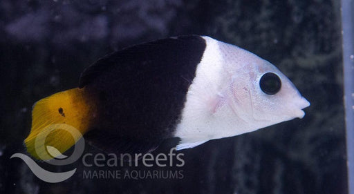 Thicklipped wrasse - Ocean Reefs Marine Aquariums