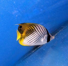 Threadfin Butterfly - Ocean Reefs Marine Aquariums