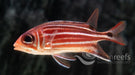 Threespot Squirrelfish - Ocean Reefs Marine Aquariums