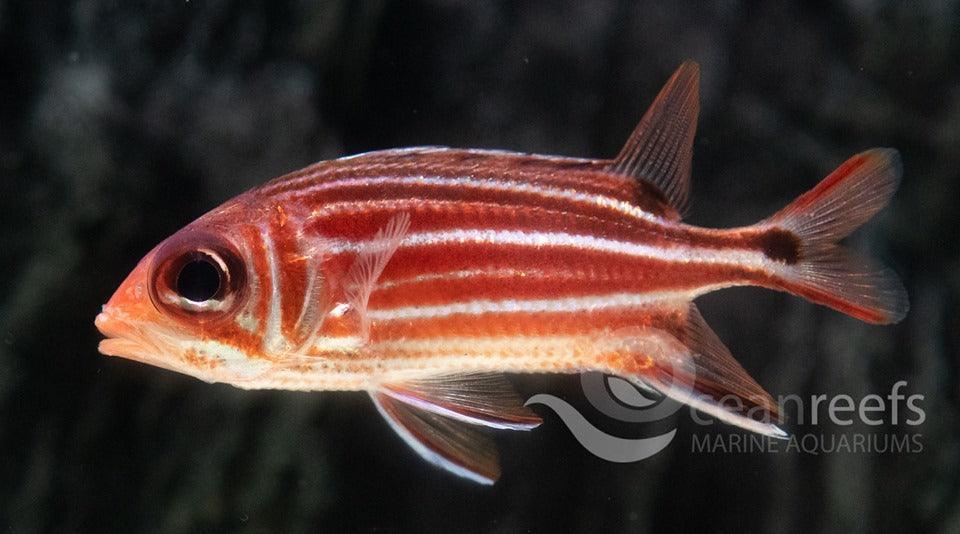 Threespot Squirrelfish - Ocean Reefs Marine Aquariums