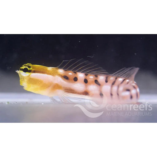 Tiger Blenny - Ocean Reefs Marine Aquariums