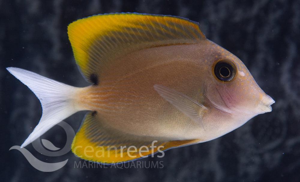 Tomini bristletooth - Ocean Reefs Marine Aquariums