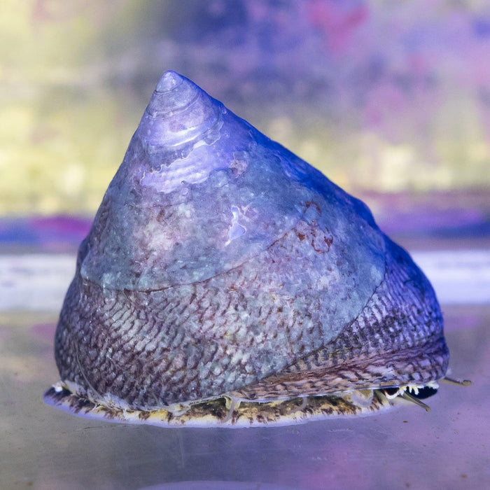 Trochus Snails - Ocean Reefs Marine Aquariums