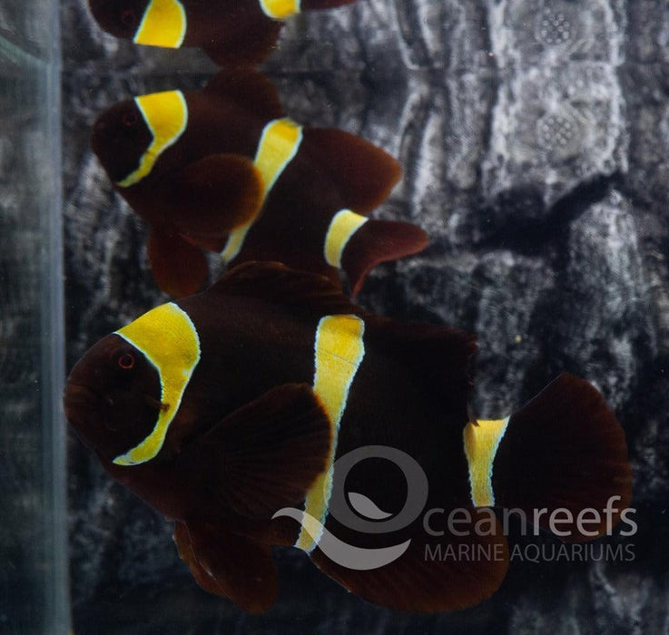 True Pair Maroon Gold Stripe Anemonefish - Ocean Reefs Marine Aquariums