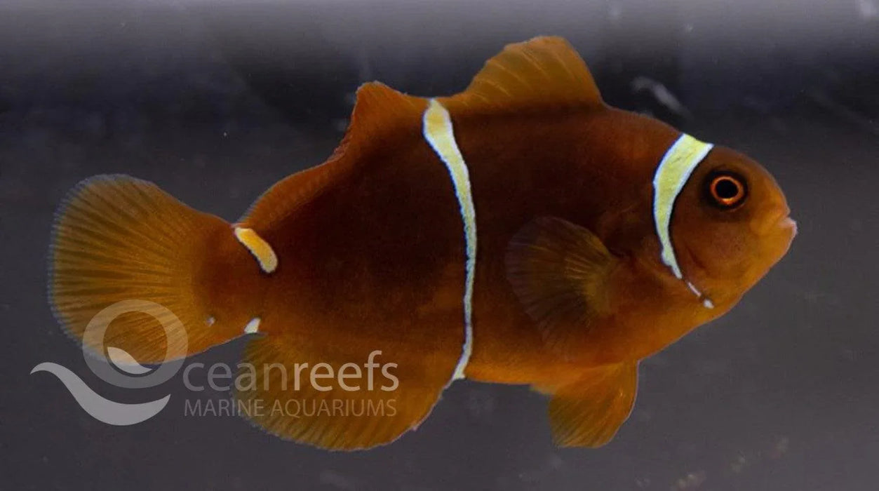 True Pair Maroon Gold Stripe Anemonefish - Ocean Reefs Marine Aquariums