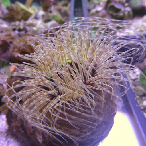 Tube Anemone - Ocean Reefs Marine Aquariums