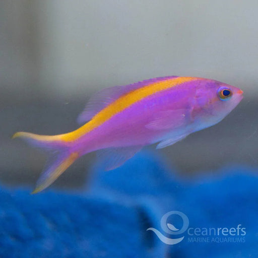 Tuka Anthia (Female) - Ocean Reefs Marine Aquariums