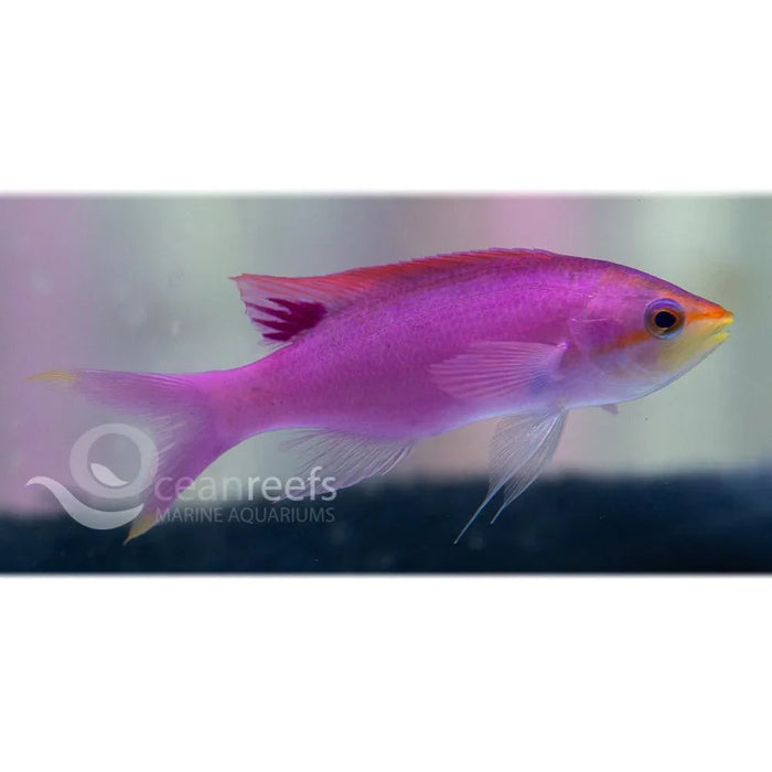 Tuka Anthia (Male) - Ocean Reefs Marine Aquariums