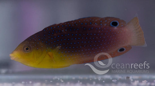 Twistii Wrasse - Ocean Reefs Marine Aquariums