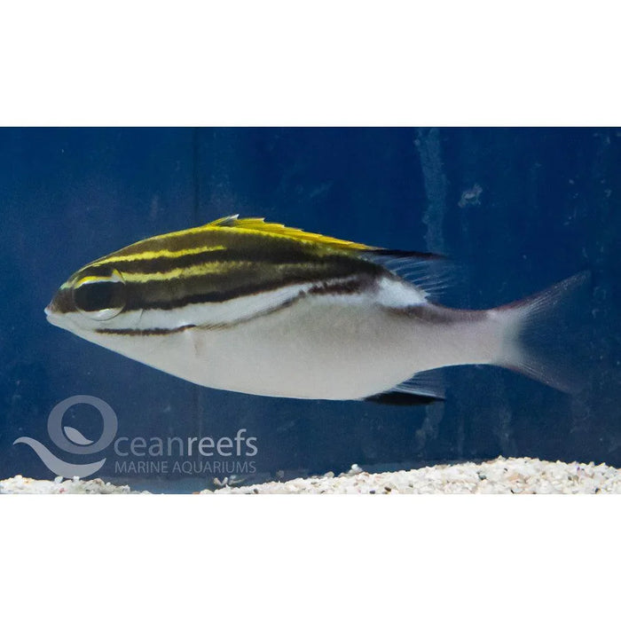 Two Lined Monocle Bream - Ocean Reefs Marine Aquariums