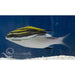 Two Lined Monocle Bream - Ocean Reefs Marine Aquariums
