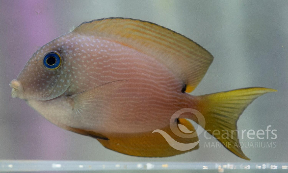 Two-spot Bristletooth - Ocean Reefs Marine Aquariums