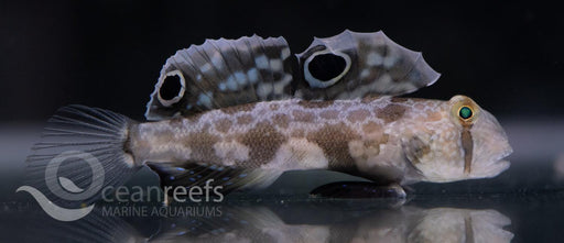 Two Spot goby - Ocean Reefs Marine Aquariums