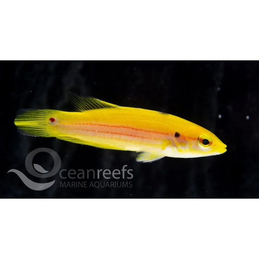 Two Spot Hogfish - Ocean Reefs Marine Aquariums