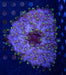 Ultra Green Crispa Anemone - Ocean Reefs Marine Aquariums