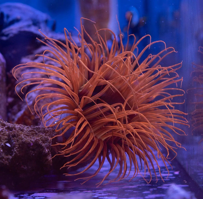 Ultra Tube Anemone - Ocean Reefs Marine Aquariums