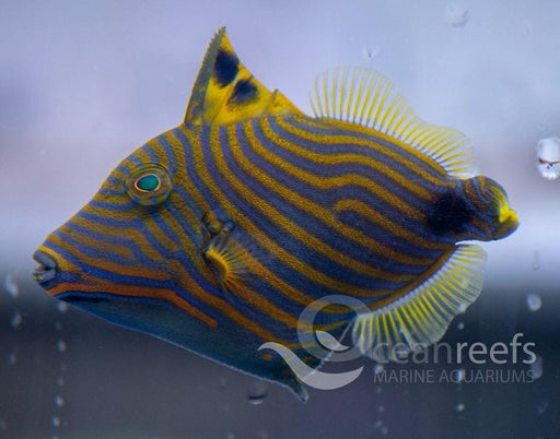 Undulate trigger - Ocean Reefs Marine Aquariums