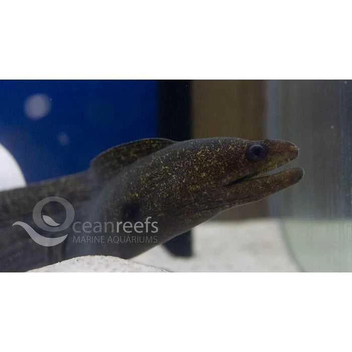 Undulated Moray Eel - Ocean Reefs Marine Aquariums
