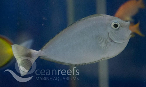 Unicorn Tang - Ocean Reefs Marine Aquariums