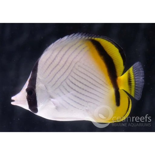 Vagabond butterfly - Ocean Reefs Marine Aquariums