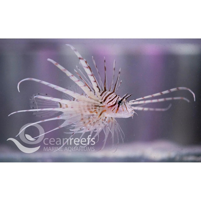 Volitans Lionfish - Ocean Reefs Marine Aquariums
