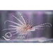 Volitans Lionfish - Ocean Reefs Marine Aquariums
