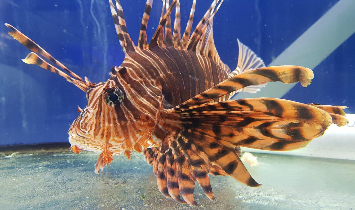 Volitans Lionfish - Ocean Reefs Marine Aquariums