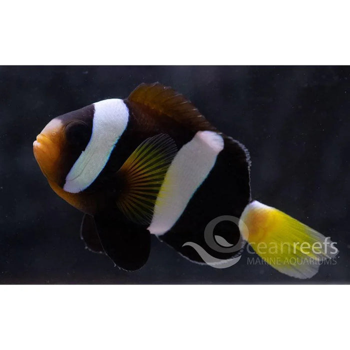 WA Clarkii Anemonefish - Ocean Reefs Marine Aquariums
