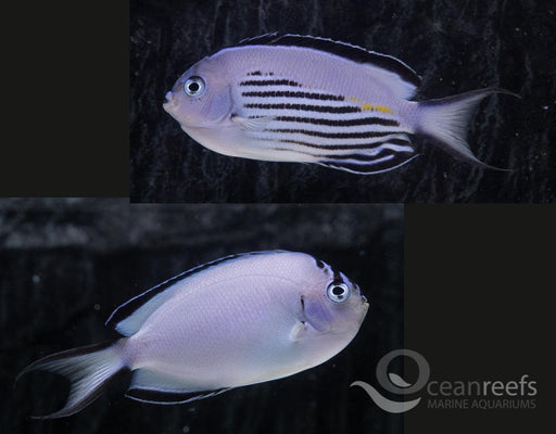 Watanabei Angelfish Pair - Ocean Reefs Marine Aquariums
