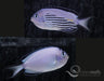 Watanabei Angelfish Pair - Ocean Reefs Marine Aquariums