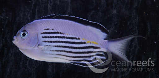 Watanabei Angelfish Pair - Ocean Reefs Marine Aquariums